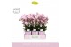 Phalaenopsis multiflora roze Boquetto Glossem 3-5 spike in Molise Lila 