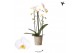 Phalaenopsis elegant cascade Phalaenopsis Natural Charm Cascade Niagar 