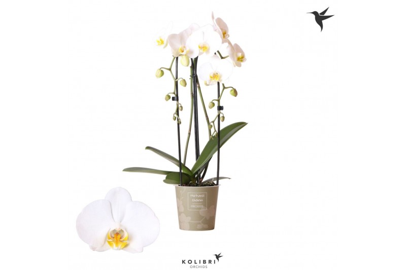 Phalaenopsis elegant cascade Phalaenopsis Natural Charm Cascade Niagar 