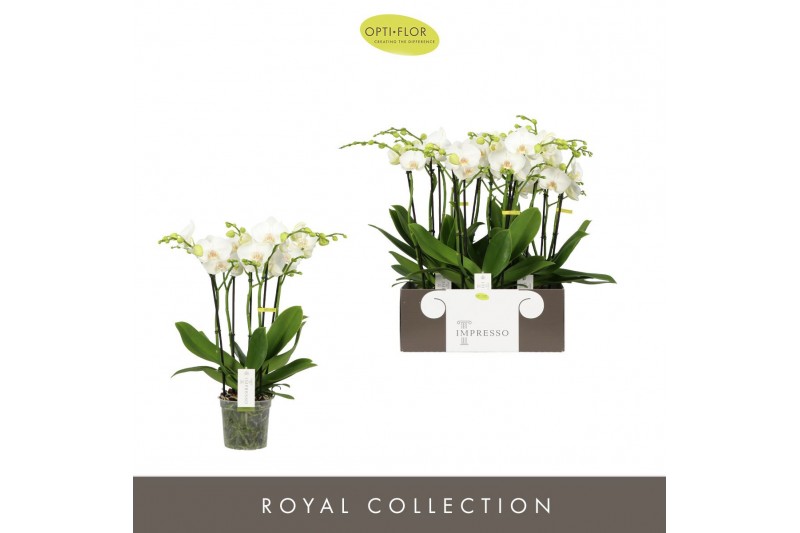 Phalaenopsis wit Impresso Mathilde >4 spike 40 bl. 4 tak/plnt 