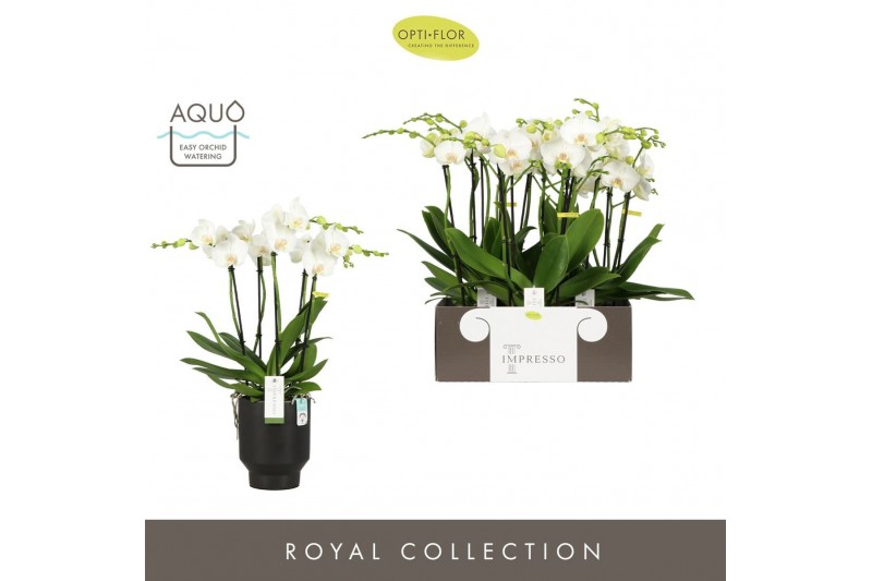 Phalaenopsis wit Impresso Mathilde >4 spike in Emilia Dark Brown Aquo  