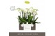 Phalaenopsis wit Impresso Mathilde >4 spike in Emilia Dark Brown Aquo  