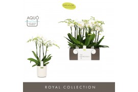 Phalaenopsis wit Impresso Mathilde >4 spike in Molise White Aquo 40 bl