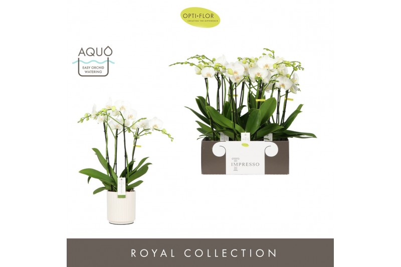 Phalaenopsis wit Impresso Mathilde >4 spike in Molise White Aquo 40 bl 