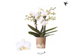 Phalaenopsis multiflora wit Kolibri Orchids Phalaenopsis Blossom Zuric