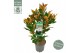 Magnolia grandiflora Magnolia gran. Little gem3 tak/plnt 