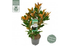 Magnolia grandiflora Magnolia gran. Little gem3 tak/plnt