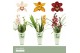 Cymbidium mix Cymbidium, Mix 2-spike Orchid Collection Potcover 2 tak/ 