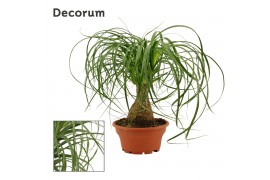 Beaucarnea recurvata Beaucarnea recht 16 cm schaal (Decorum) 1 tak/pln