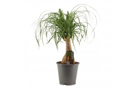 Beaucarnea recurvata Beaucarnea recht 19 cm containerpot 1 tak/plnt