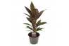 Cordyline fruticosa rumba Cordyline Rumba 12 cm 1 pp