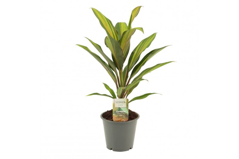 Cordyline fruticosa kiwi Cordyline Kiwi 12 cm 1 pp 