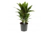 Cordyline fruticosa geraldo Cordyline Salsa toef 19 cm 3 pp