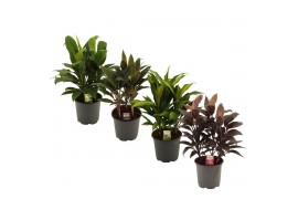 Cordyline fruticosa mix Cordyline Gemengd Toef 19 cm 3 pp