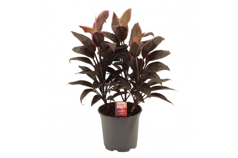 Cordyline fruticosa mambo Cordyline Mambo Toef 19 cm 3 pp 