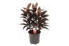 Cordyline fruticosa mambo Cordyline Mambo Toef 19 cm 3 pp