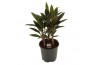 Cordyline fruticosa rumba Cordyline Rumba Toef 19 cm 3 pp