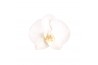 Phalaenopsis white world Phalaenopsis White World, 4-spike 25+bl.  tak