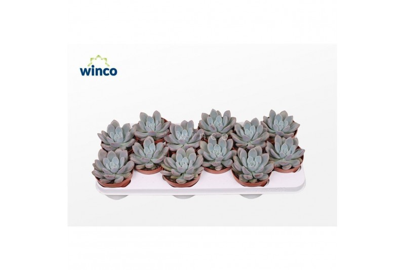 Echeveria Graptoveria Opalinaoverig pp overige bl. 