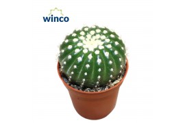 Cactus/succulent parodia ottonis Notocactus Uebelmaniana Inermis