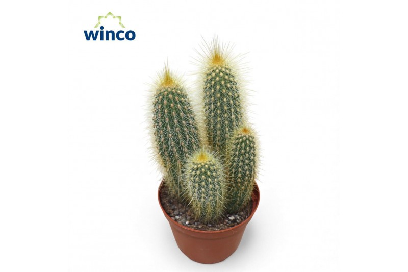 Cactus Vatricania Guentheri 