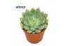 Echeveria Echeveria Fabiola Blue1 bl.