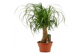 Beaucarnea recurvata Beaucarnea recht 19 cm schaal 1 tak/plnt