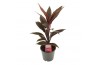 Cordyline fruticosa tango Cordyline Tango 12 cm 1 pp