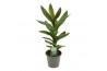 Cordyline glauca Cordyline Glauca 12 cm 1 pp