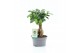 Ficus microcarpa ginseng Ficus microcarpa Ginseng Bonsai Schaal 1 pp 
