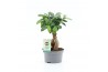 Ficus microcarpa ginseng Ficus microcarpa Ginseng Bonsai Schaal 1 pp