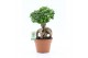 Ficus microcarpa ginseng Ficus micr. Ginseng 1 pp 
