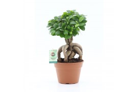 Ficus microcarpa ginseng Ficus micr. Ginseng 1 pp