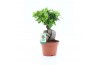 Ficus microcarpa ginseng Ficus micr. Ginseng 1 pp