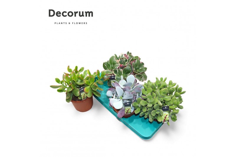 Succulenten mix Succulenten Mix (4spc.) (decorum)1 pp 