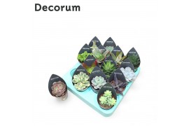 Succulenten mix Succulenten Mix (14spc.) (decorum)1 pp