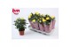 Rosa yellow beau monde Rosa Yellow Beau Monde (12 cm)5 bl. 