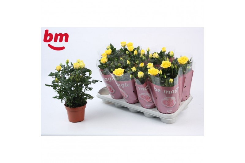 Rosa yellow beau monde Rosa Yellow Beau Monde (12 cm)5 bl. 