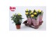 Rosa yellow beau monde Rosa Yellow Beau Monde (12 cm)5 bl. 