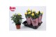 Rosa yellow beau monde Rosa Yellow Beau Monde (12 cm)5 bl. 