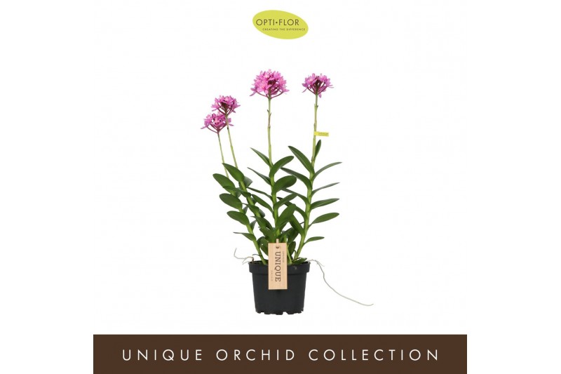 Epidendrum Epidendrum Misti 1 tak/plnt 1000 gram 