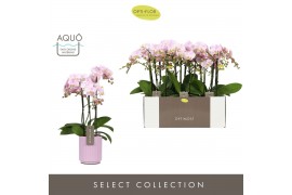 Phalaenopsis multiflora floriclone angel eyes Optimost Angel Eyes 3 sp