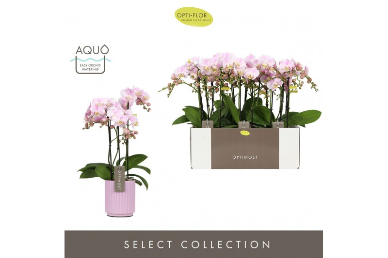 Phalaenopsis multiflora floriclone angel eyes Optimost Angel Eyes 3 sp 