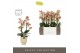 Phalaenopsis multiflora geel Exclusivo Pikachu 2 spike in Emilia Sand  