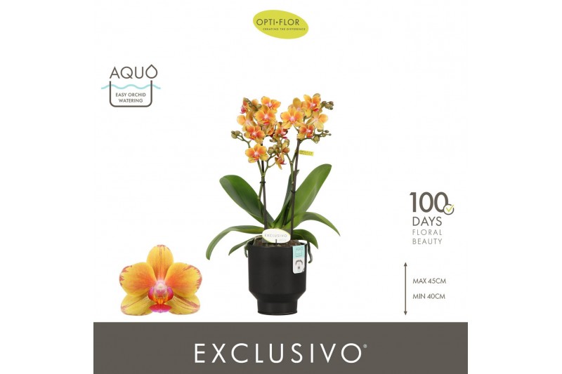 Phalaenopsis multiflora oranje Exclusivo Juno 2 spike in Emilia Brown  