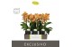 Phalaenopsis multiflora oranje Exclusivo Juno 2 spike in Emilia Brown  