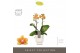 Phalaenopsis multiflora oranje Exclusivo Juno 2 spike in Emilia White  