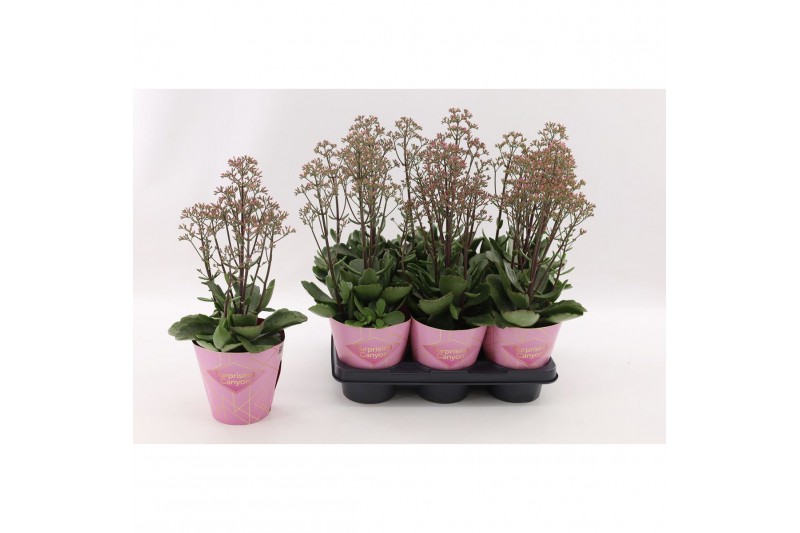 Kalanchoe overig Wild Flowers Surprising Canyon Kalanchoe Surprising C 