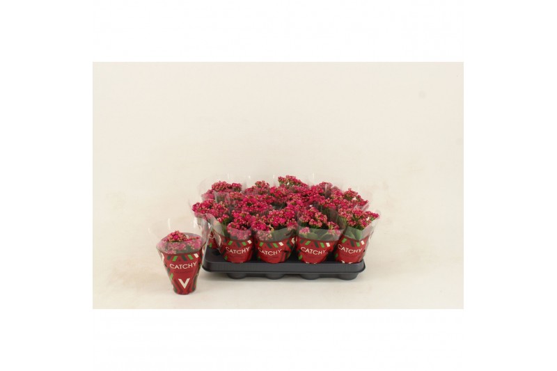 Kalanchoe blossfeldiana garbo lilac Double Purple 