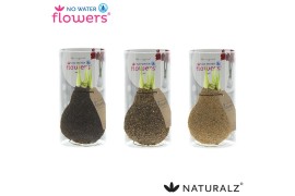 Hippeastrum gewaxt No Water Flowers Naturalz Corkz Mix in Koker2 tak/p